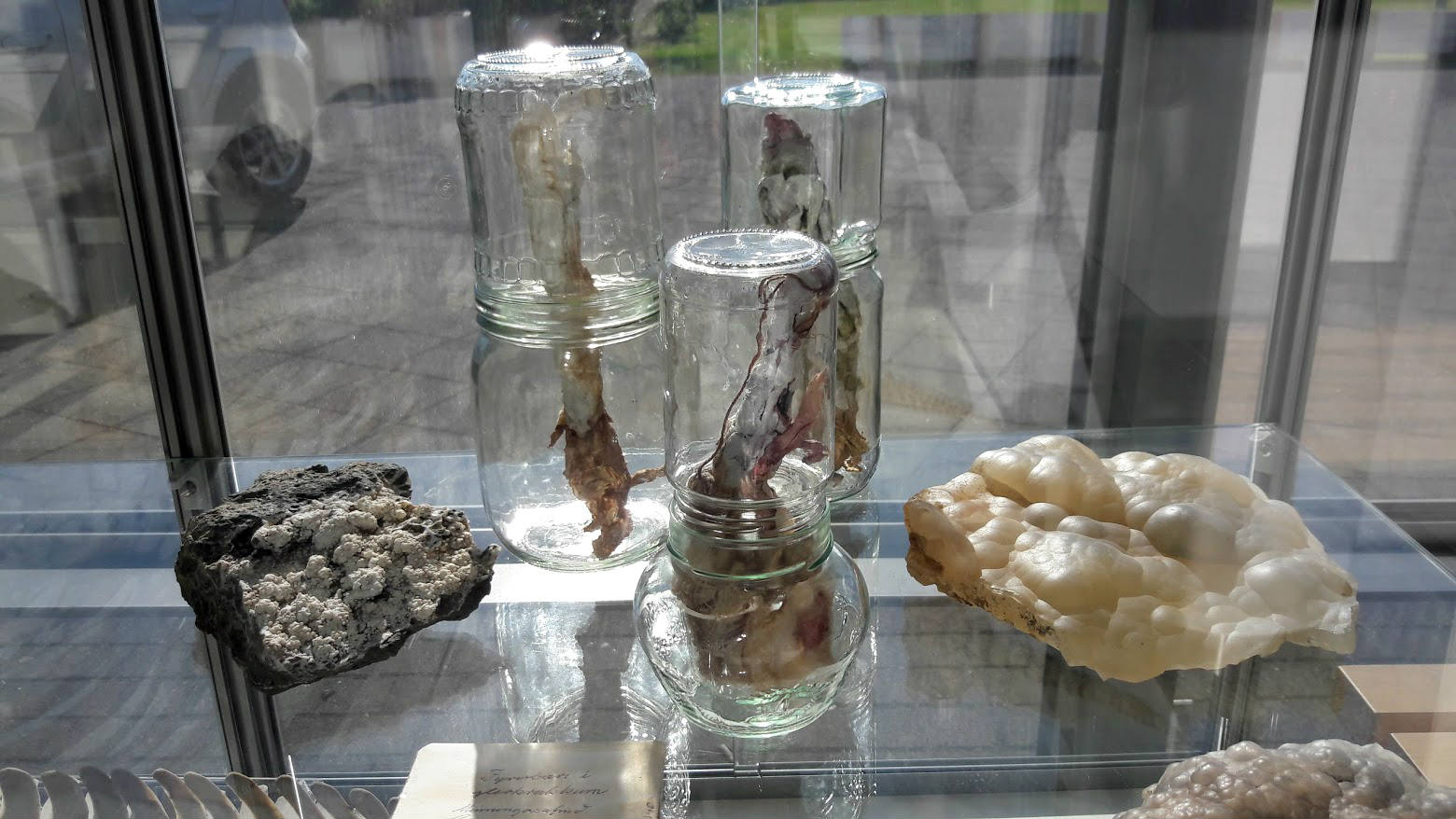 Guðbjörg Lind Jónsdóttir, Phenomen 2017, Natural History Museum, Iceland