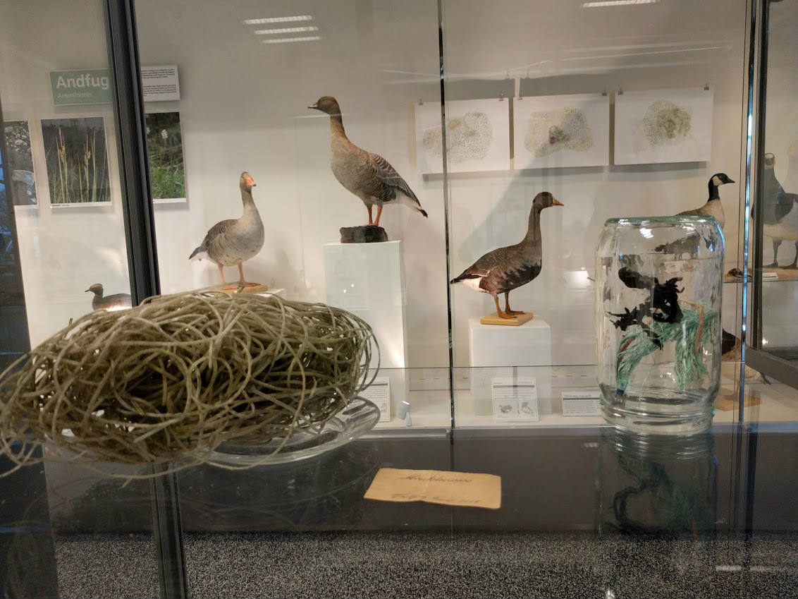 Guðbjörg Lind Jónsdóttir, Phenomen 2017, Natural History Museum, Iceland