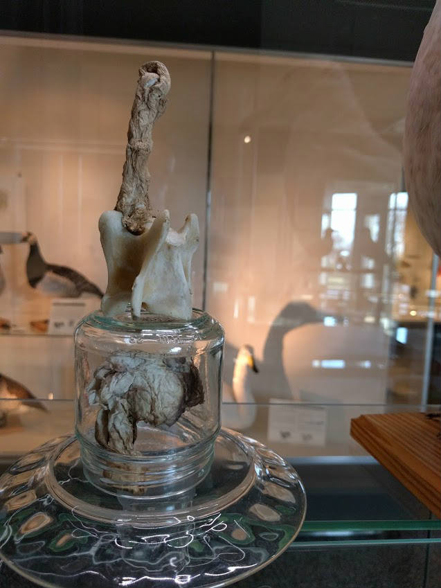 Guðbjörg Lind Jónsdóttir, Phenomen 2017, Natural History Museum, Iceland