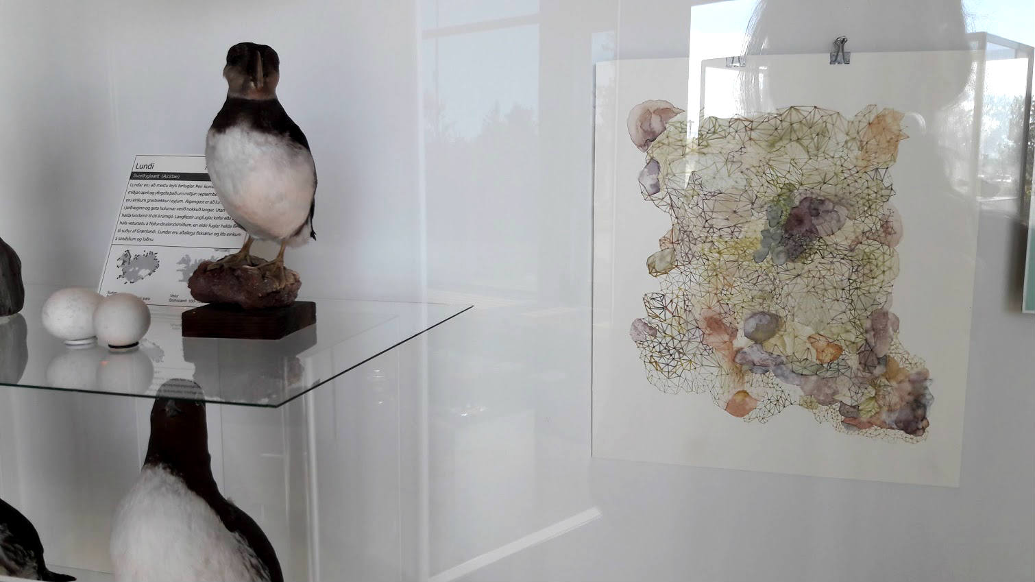 Guðbjörg Lind Jónsdóttir, Phenomen 2017, Natural History Museum, Iceland