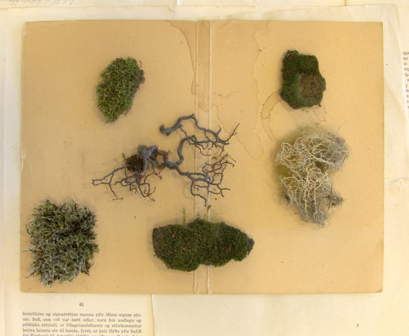 Guðbjörg Lind Jónsdóttir, Phenomen 2017, Natural History Museum, Iceland