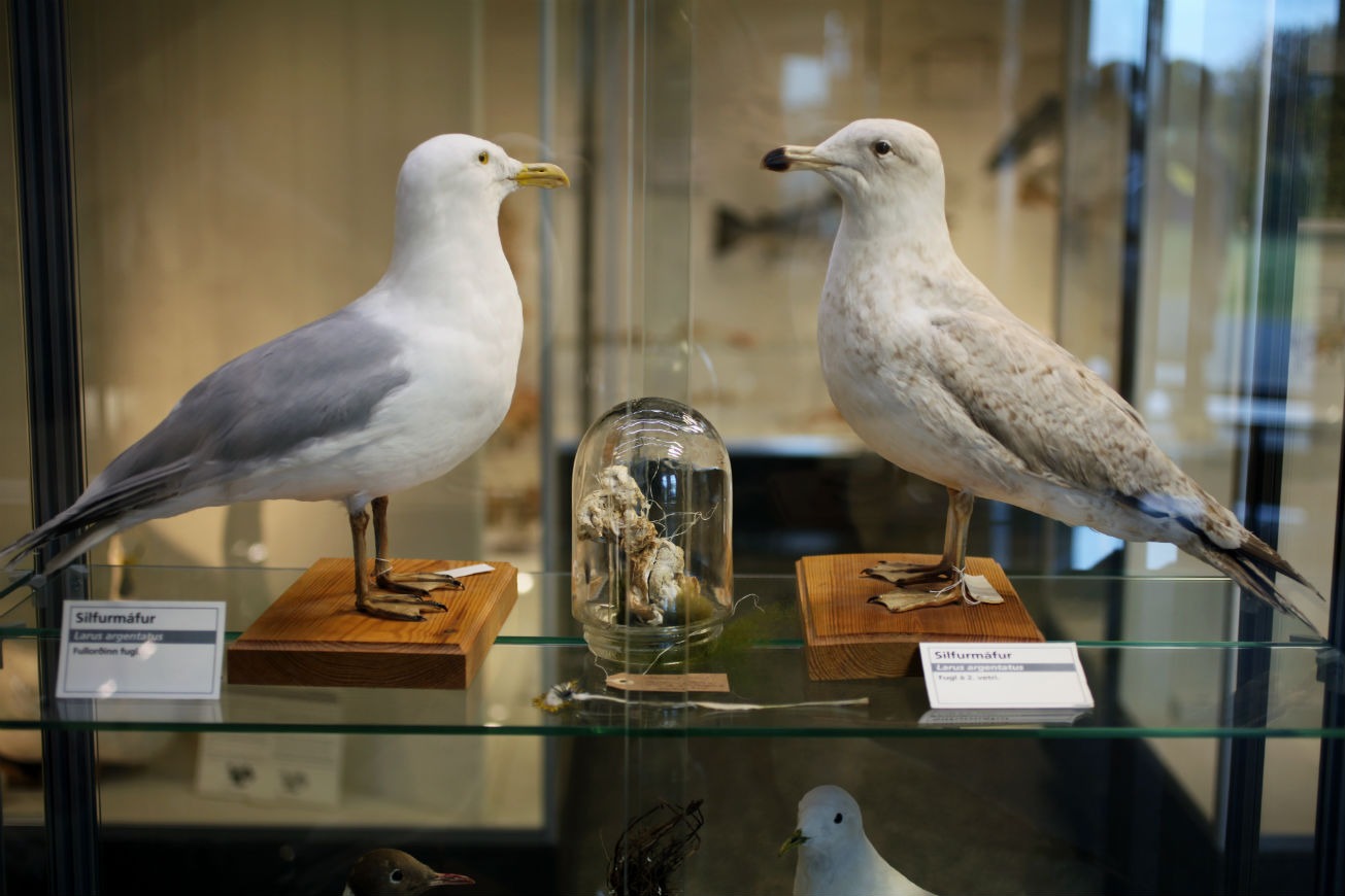Guðbjörg Lind Jónsdóttir, Phenomen 2017, Natural History Museum, Iceland