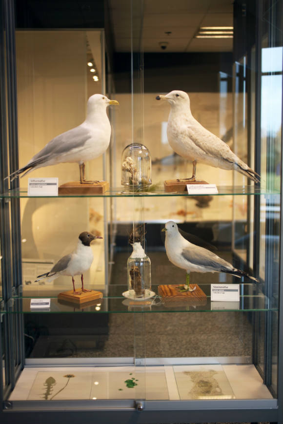 Guðbjörg Lind Jónsdóttir, Phenomen 2017, Natural History Museum, Iceland