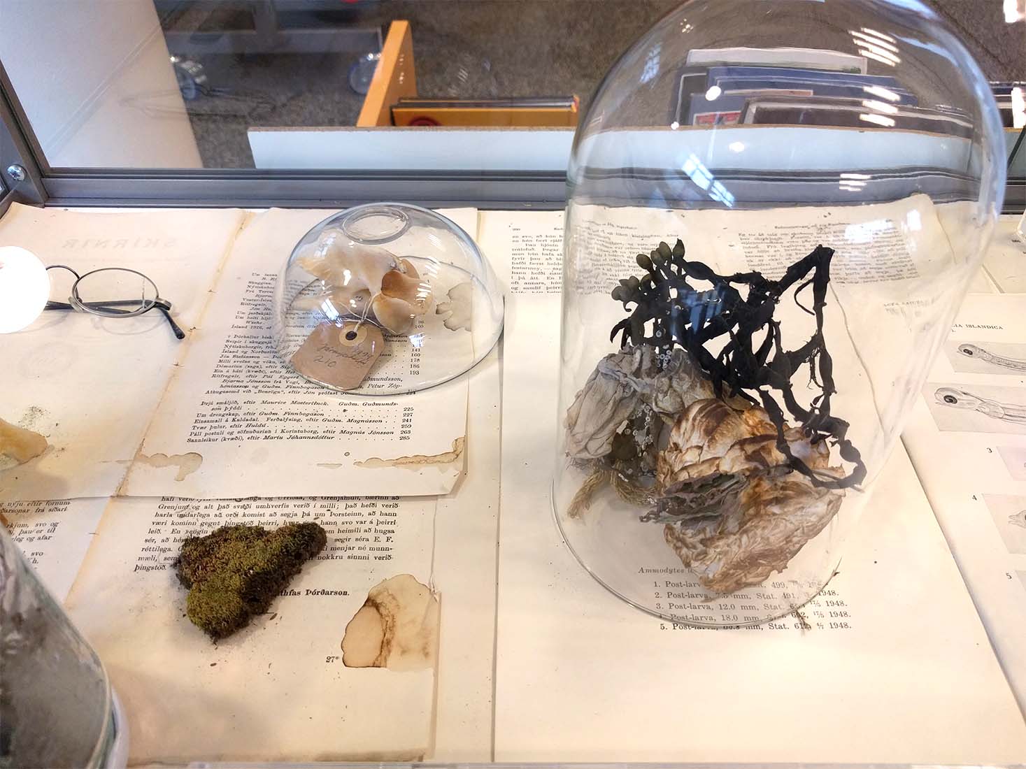 Guðbjörg Lind Jónsdóttir artist, Phenomenen