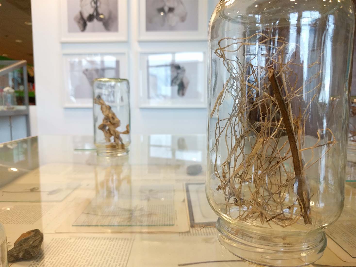 Guðbjörg Lind Jónsdóttir artist, Phenomenen